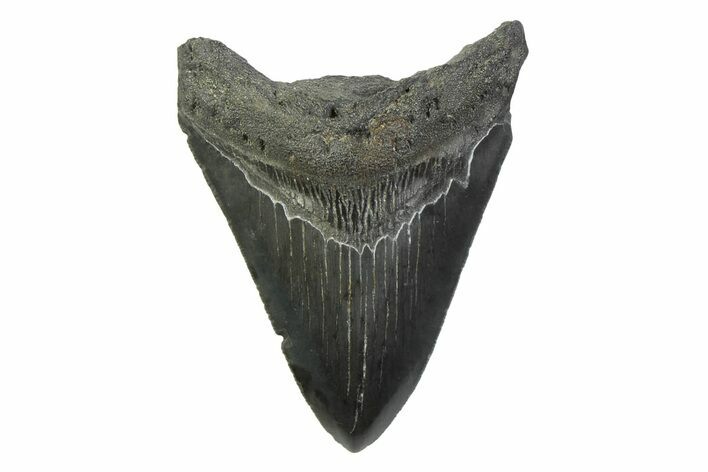 Fossil Megalodon Tooth - South Carolina #341405